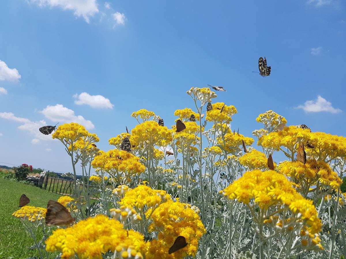 Robinson Accommodation Freedom Foli Zewnętrze zdjęcie